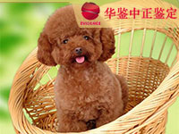 吉林狗做动物亲子鉴定