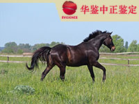 吉林马做动物亲子鉴定