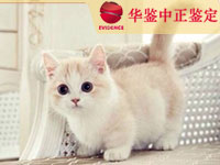 吉林猫做动物亲子鉴定
