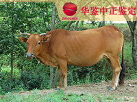吉林牛做动物亲子鉴定