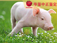 吉林猪做动物亲子鉴定